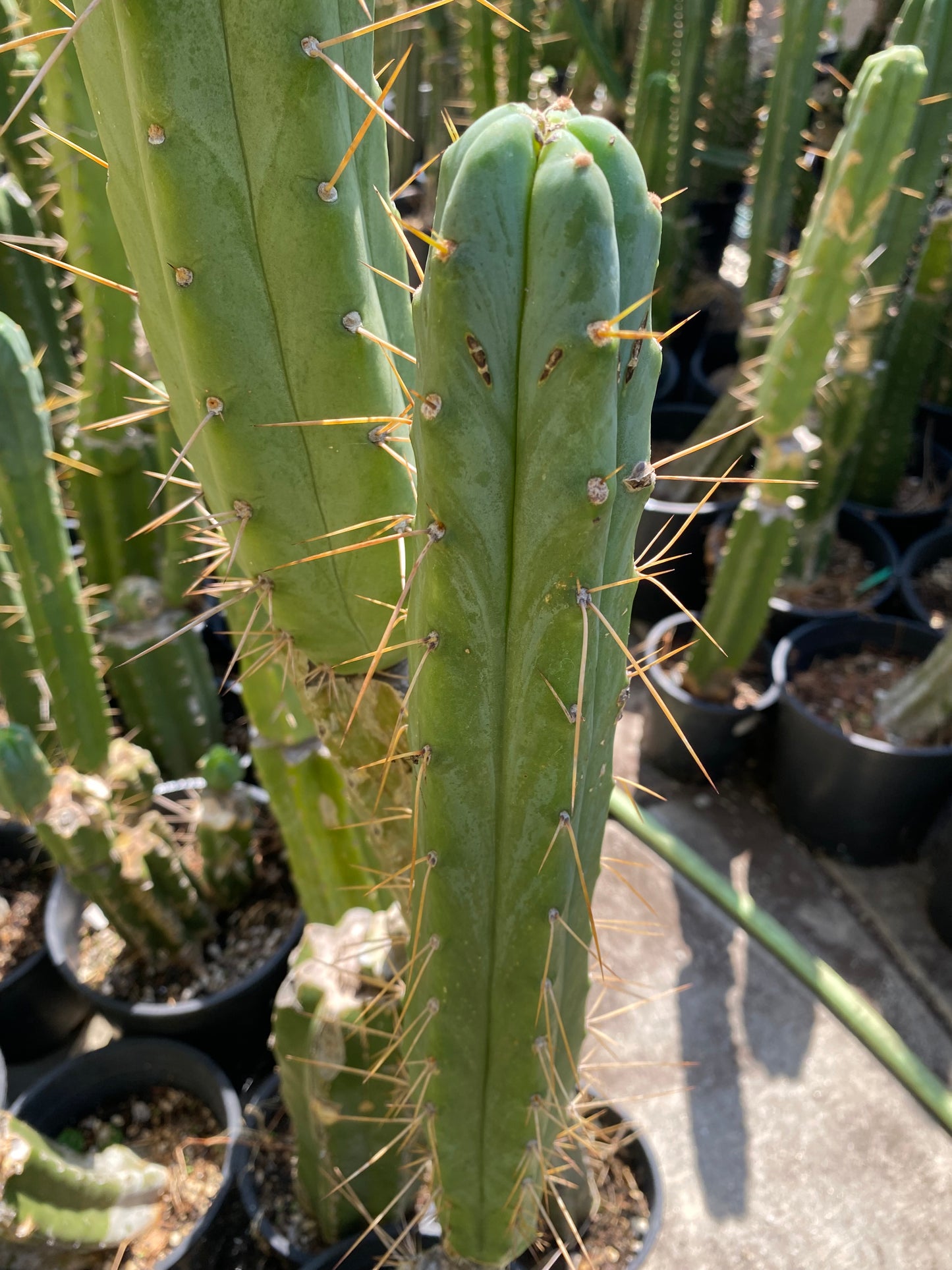 12” T. Bridgesii cutting B08