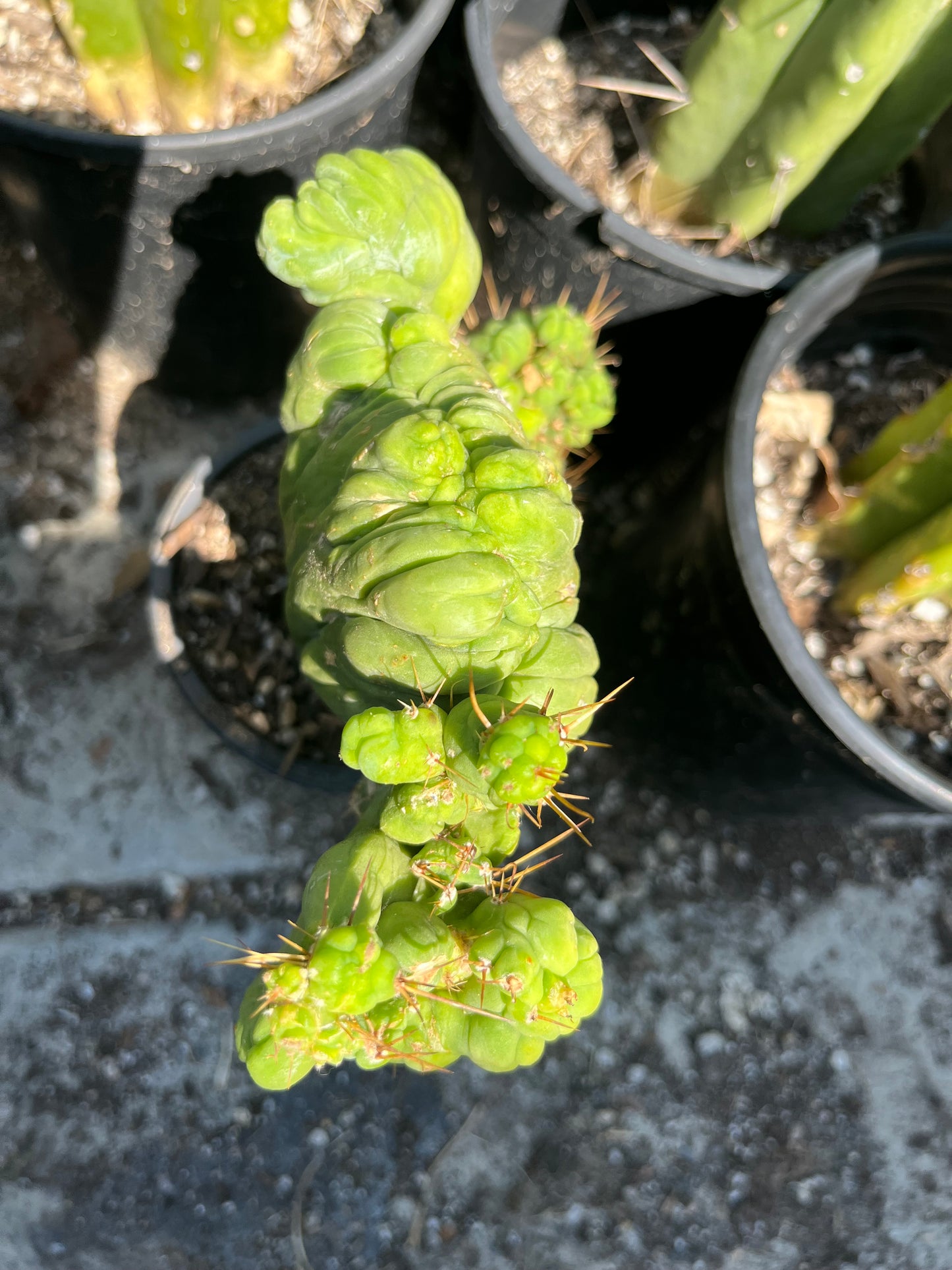 8” tall T. Bridgesii Monstrose Crest cutting