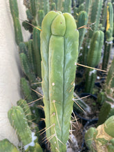 Load image into Gallery viewer, 12” T. Bridgesii cutting B08