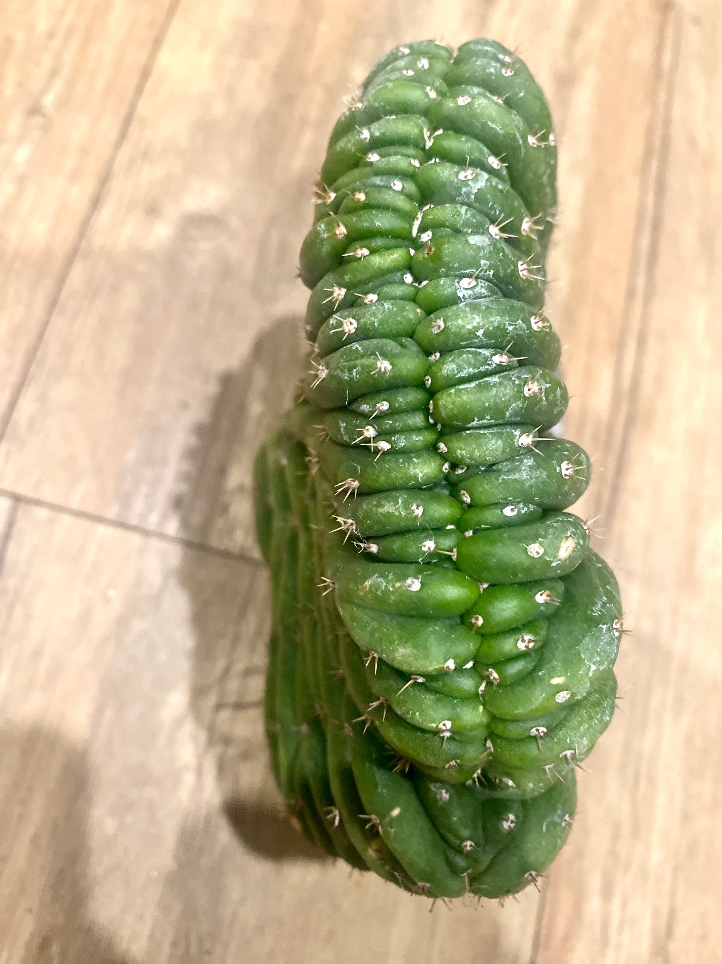 T. Pachanoi Monstrose Crest cutting