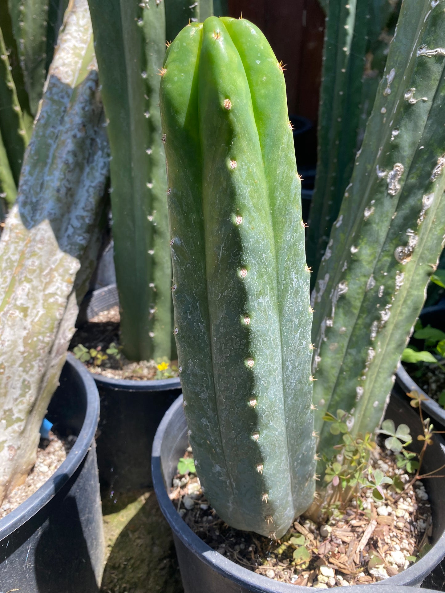 12” San Pedro top cutting