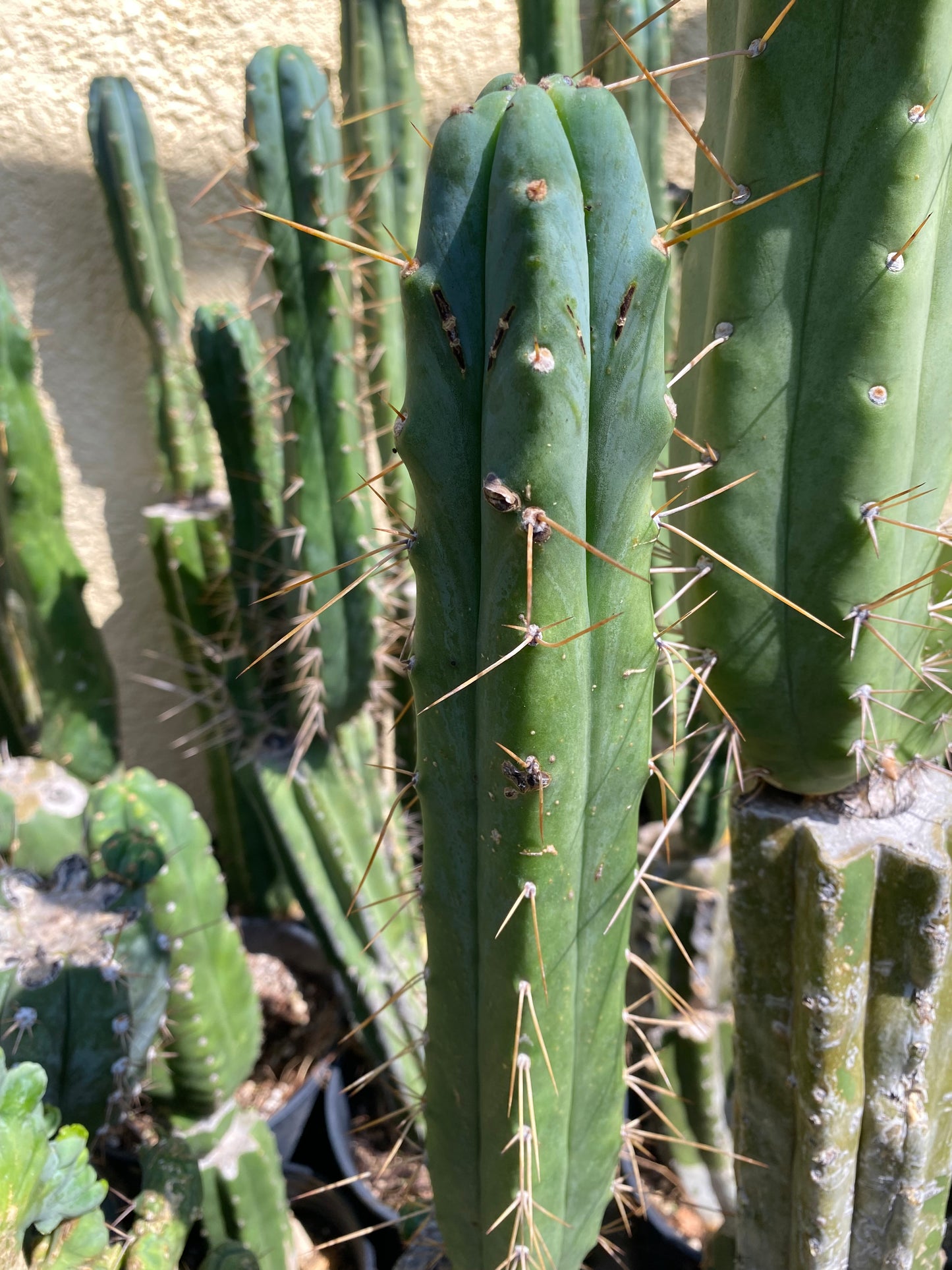 12” T. Bridgesii cutting B08