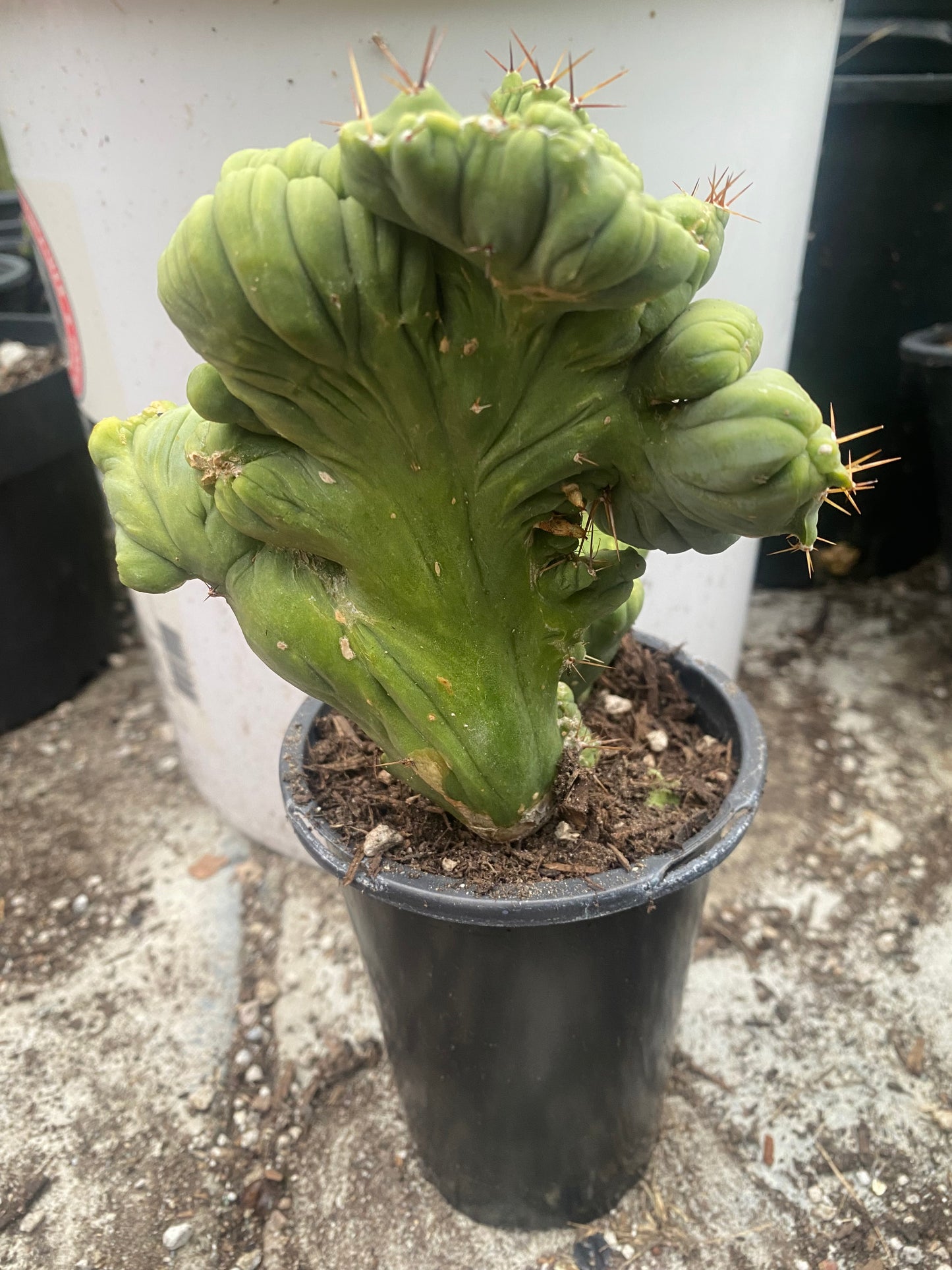 7 1/2” tall T. Bridgesii Monstrose Crest cutting