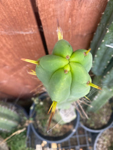 11 1/2” T. Bridgesii cutting B01