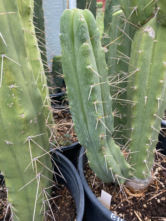 12” T. Bridgesii Eileen cutting