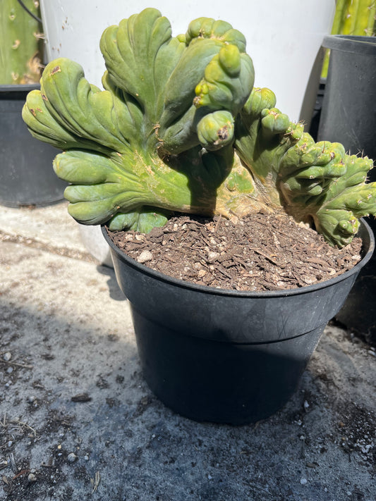 9” wide T. Bridgesii Monstrose Crest cutting with roots showing
