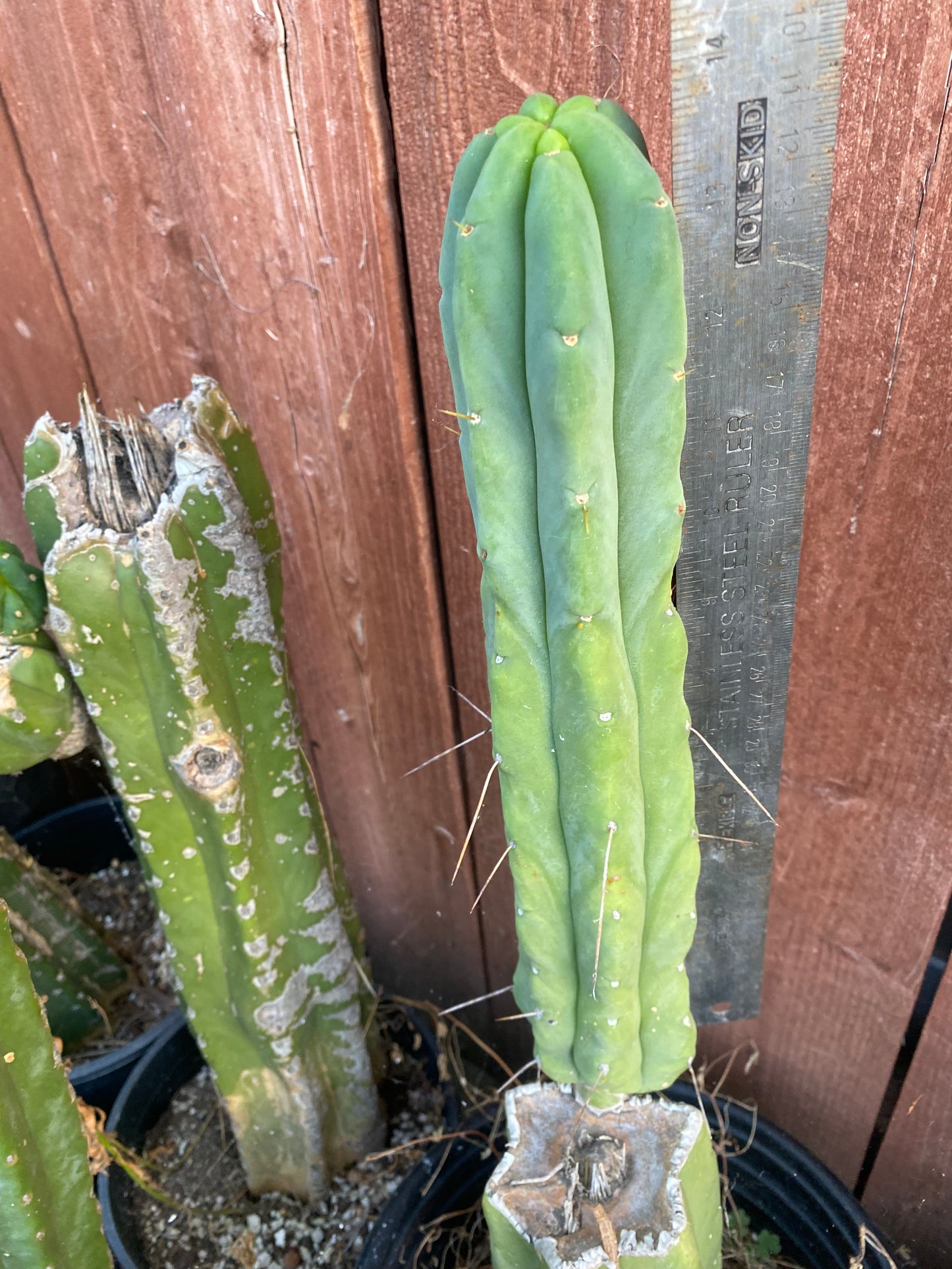 13 1/2” T. Bridgesii cutting B01