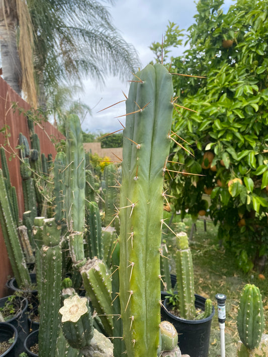 13” T. Bridgesii cutting B08