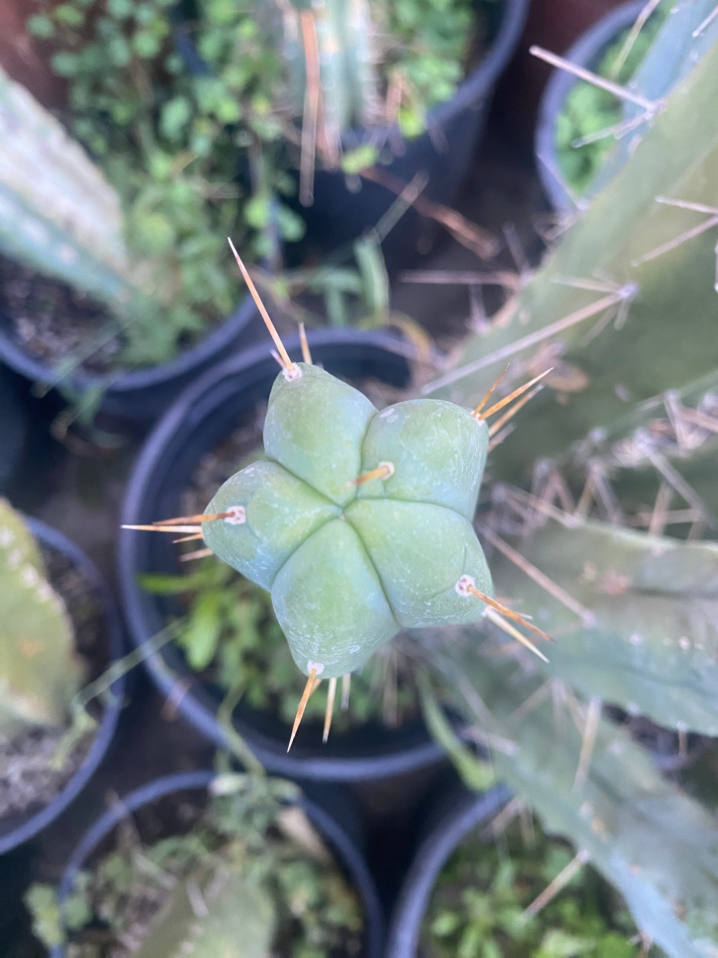 14” T. Bridgesii cutting B02