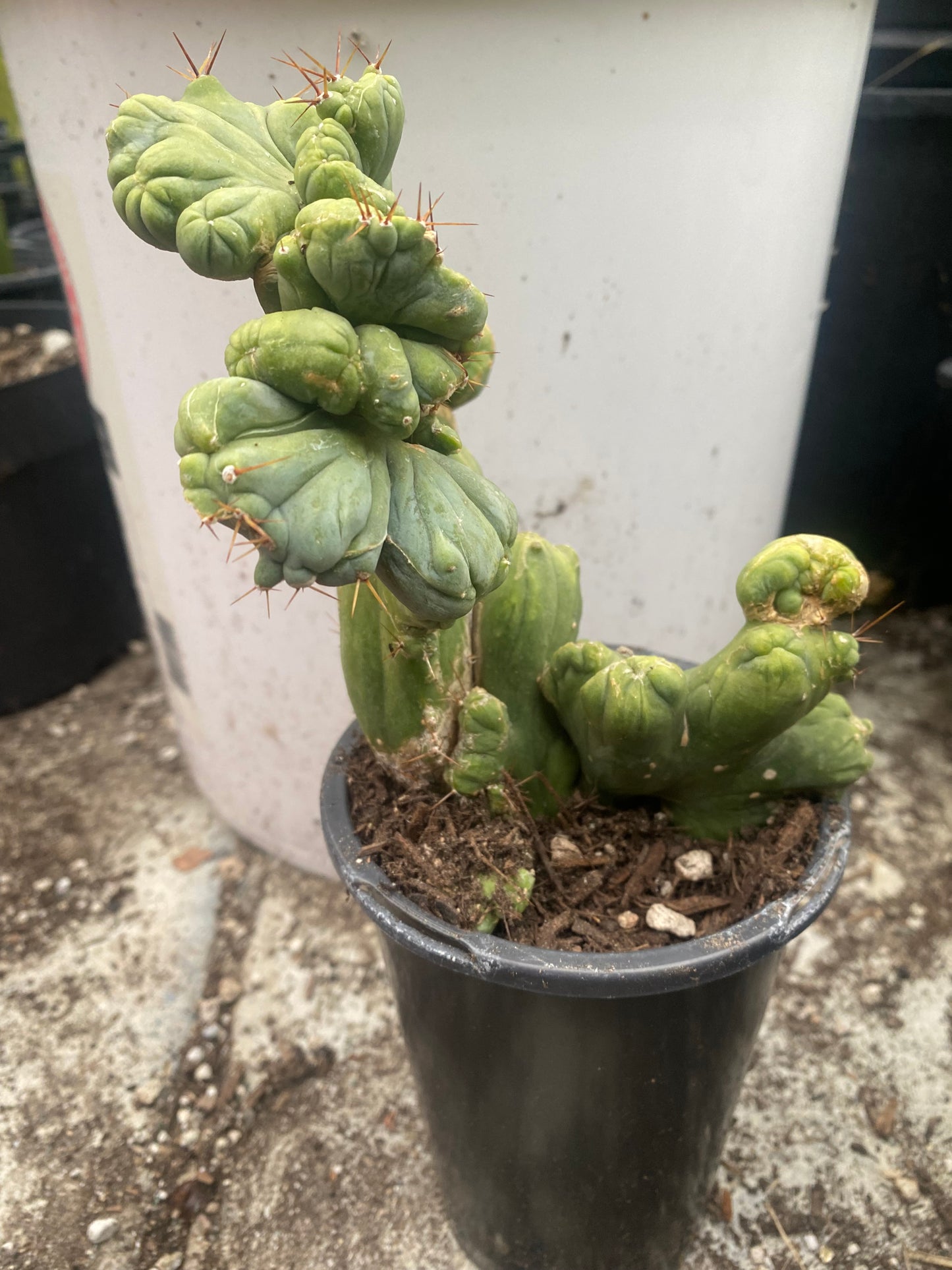 7 1/2” tall T. Bridgesii Monstrose Crest cutting