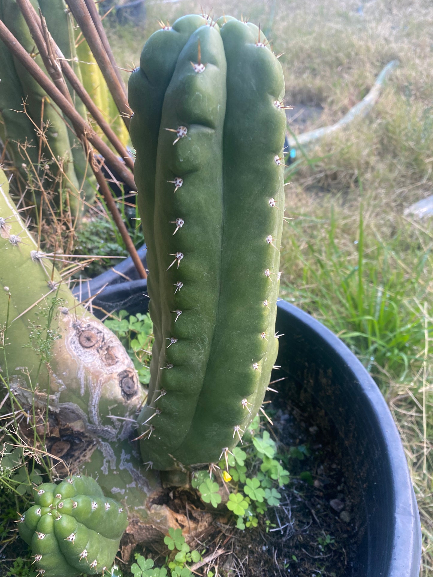 12” T. Pachanoi Monstrose cutting