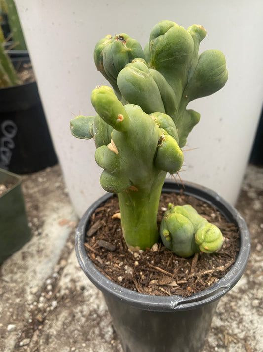 6 1/2” tall T. Bridgesii Monstrose Crest cutting with roots showing