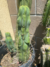 Load image into Gallery viewer, 16 1/2” T. Bridgesii cutting B01