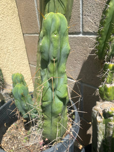 16 1/2” T. Bridgesii cutting B01