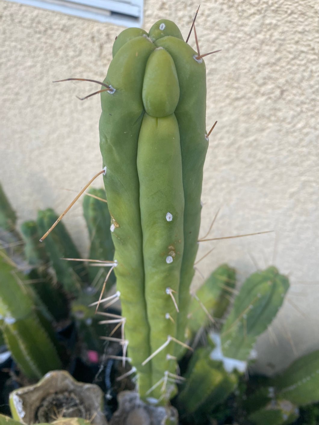 12” T. Bridgesii cutting B08