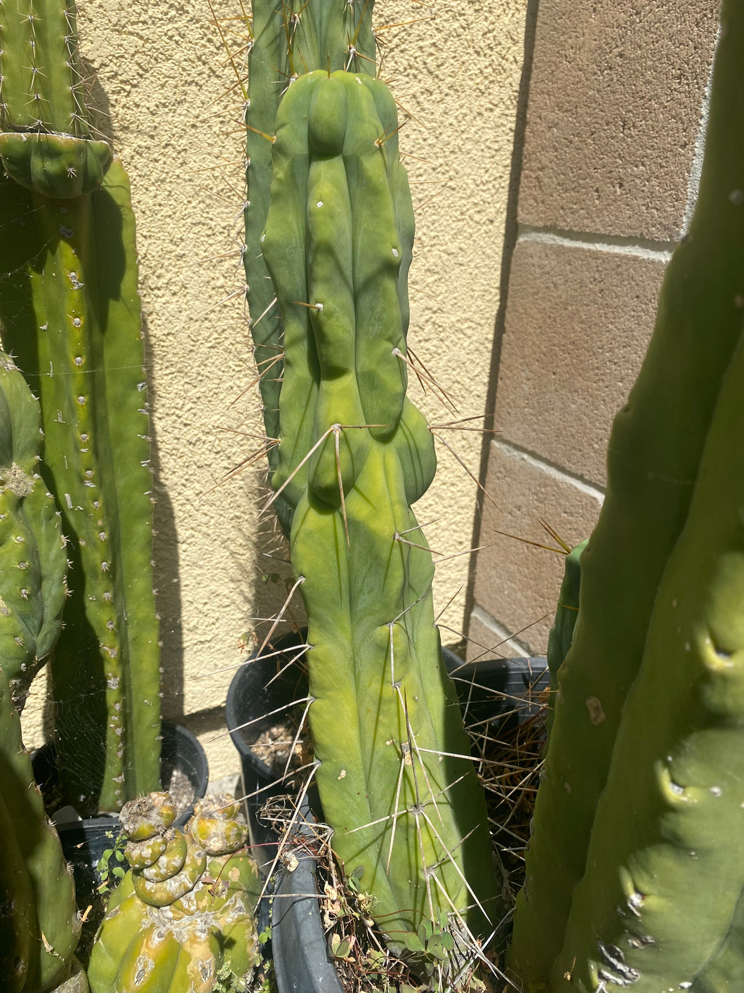 16 1/2” T. Bridgesii cutting B01