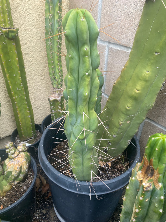 19” T. Bridgesii cutting B01