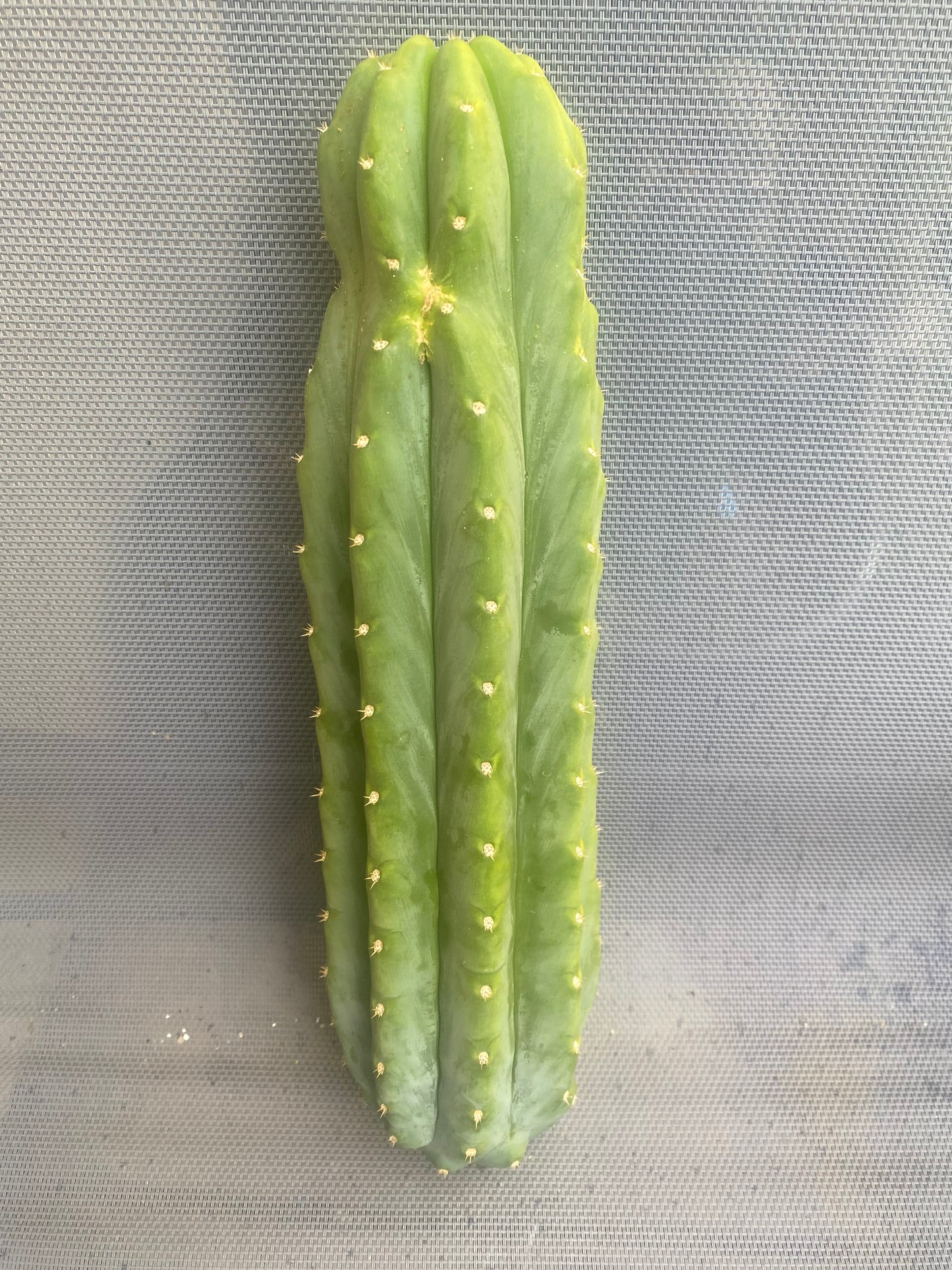 14” San Pedro cutting