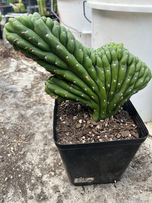 T. Pachanoi Monstrose Crest cutting