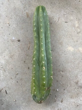 Load image into Gallery viewer, 14 1/2” San Pedro cutting