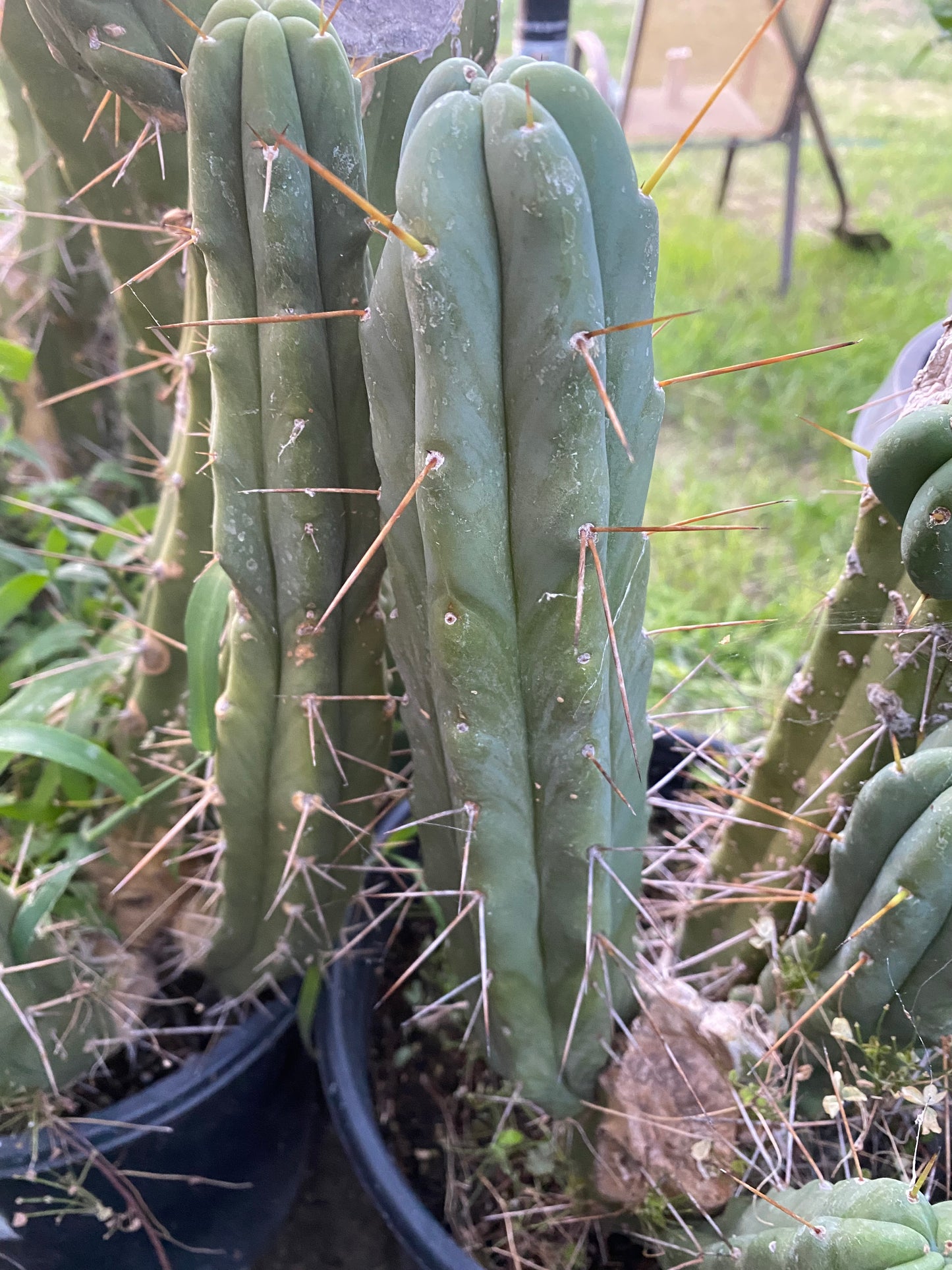 13” T. Bridgesii cutting B02