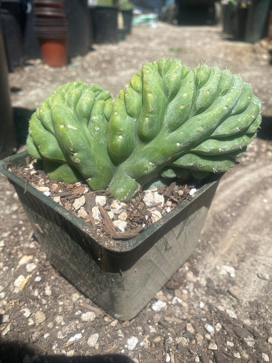 T. Pachanoi Monstrose Crest cutting