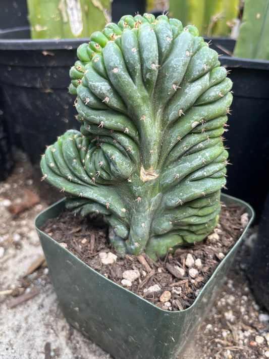 T. Pachanoi Monstrose Crest cutting