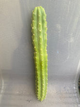 Load image into Gallery viewer, 17 1/2” San Pedro cutting