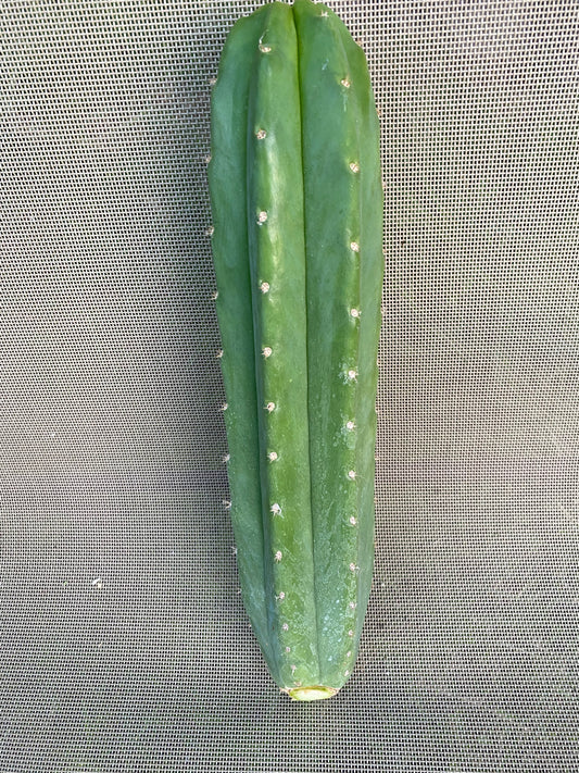 13” San Pedro cutting