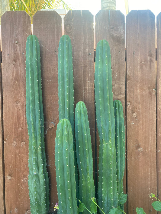 12” San Pedro mid cutting