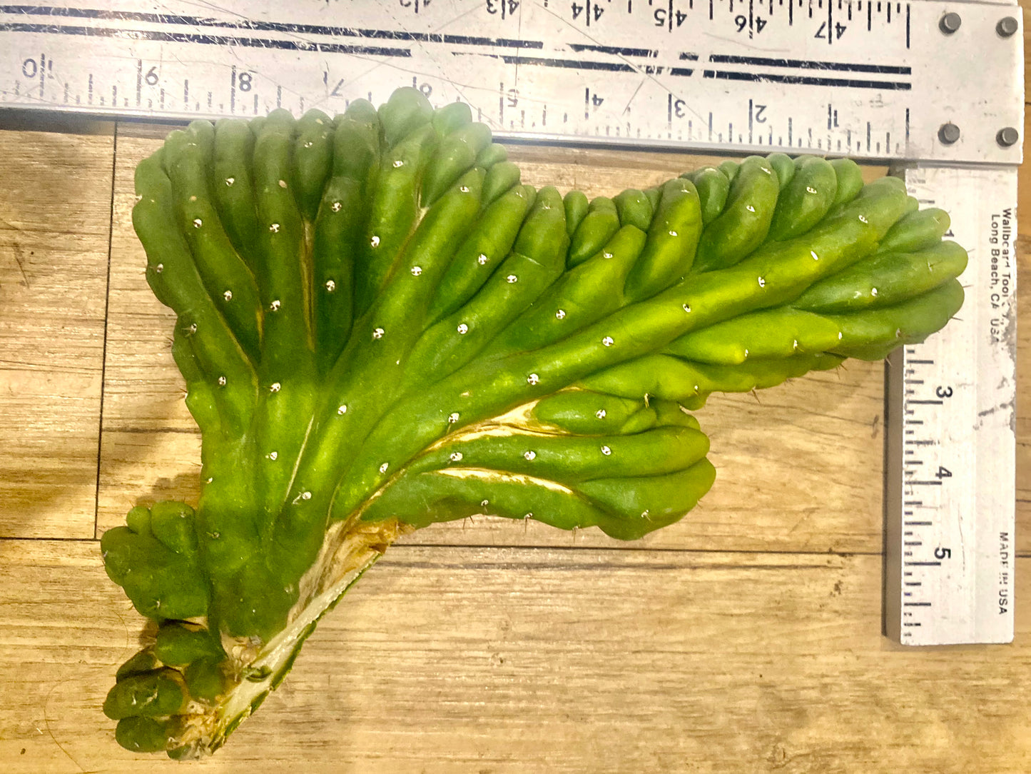 T. Pachanoi Monstrose Crest cutting