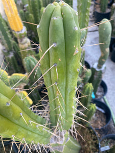 13” T. Bridgesii cutting B08