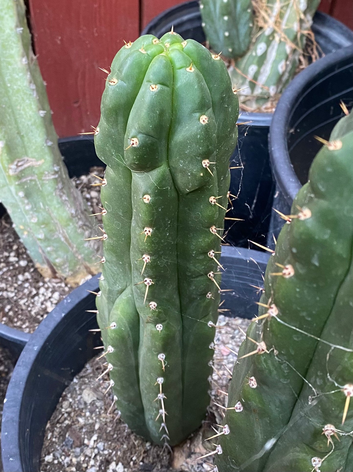 16 1/2” T. Pachanoi Monstrose Crest cutting