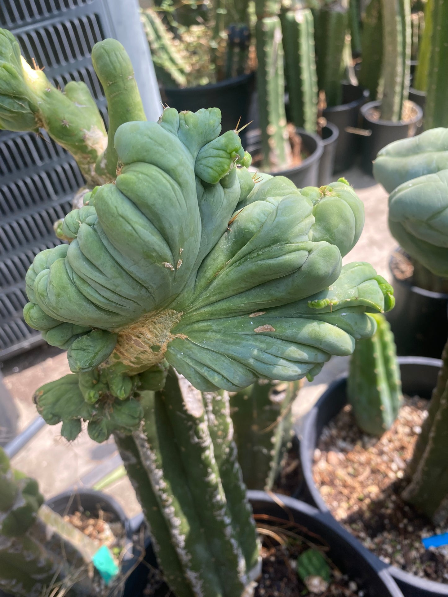 5 1/2” wide T. Bridgesii Monstrose Crest cutting