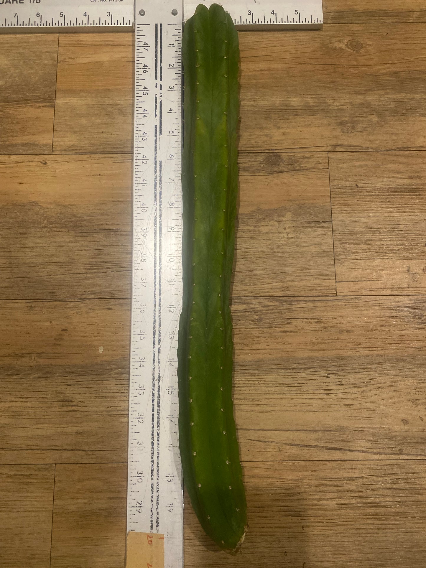 20” San Pedro top cutting
