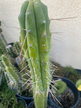 Load image into Gallery viewer, 13” T. Bridgesii cutting B08