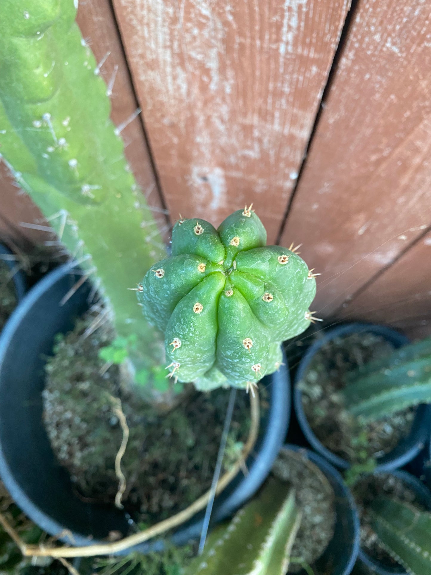 18” T. Pachanoi Monstrose Crest cutting