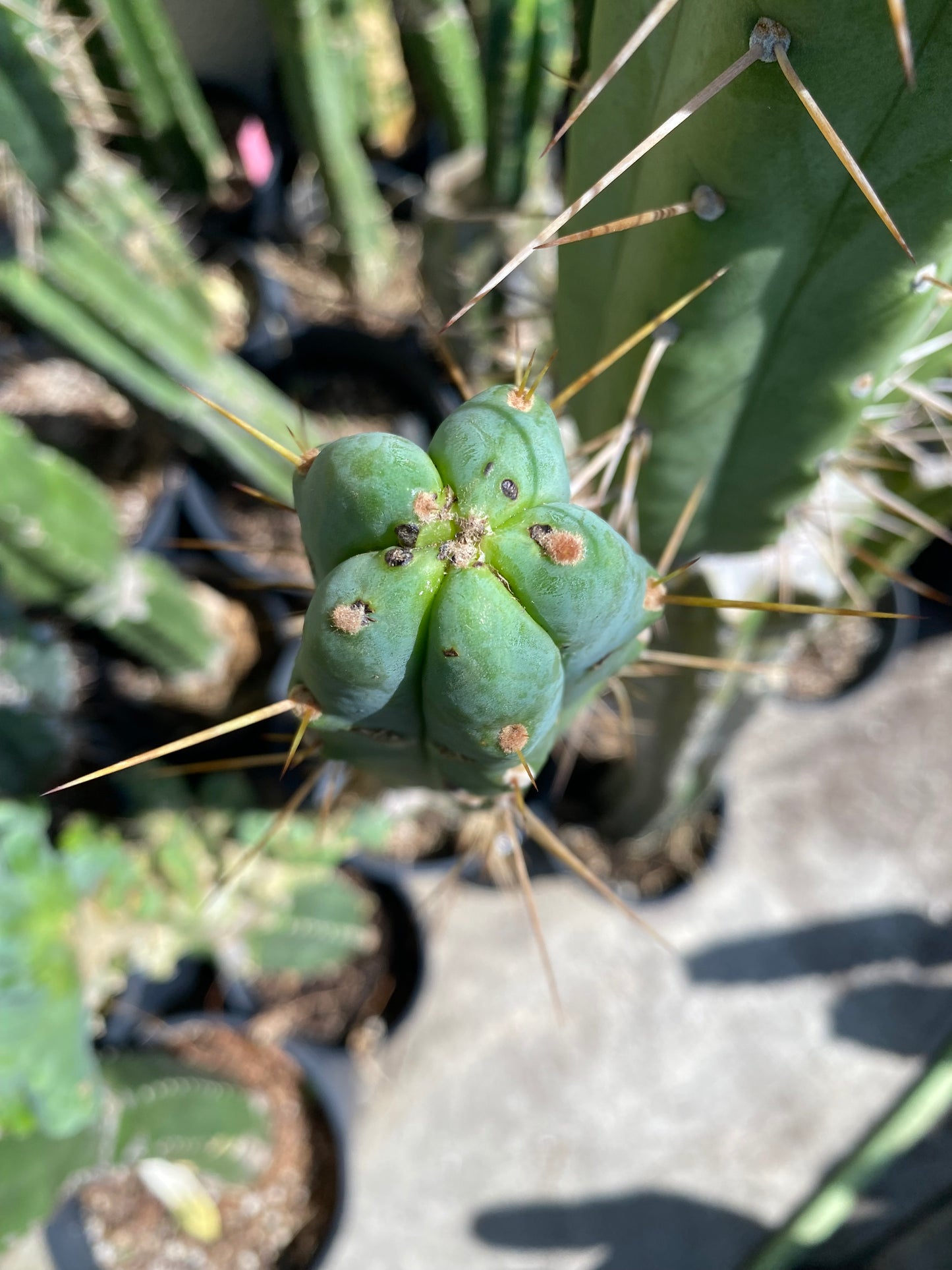 12” T. Bridgesii cutting B08