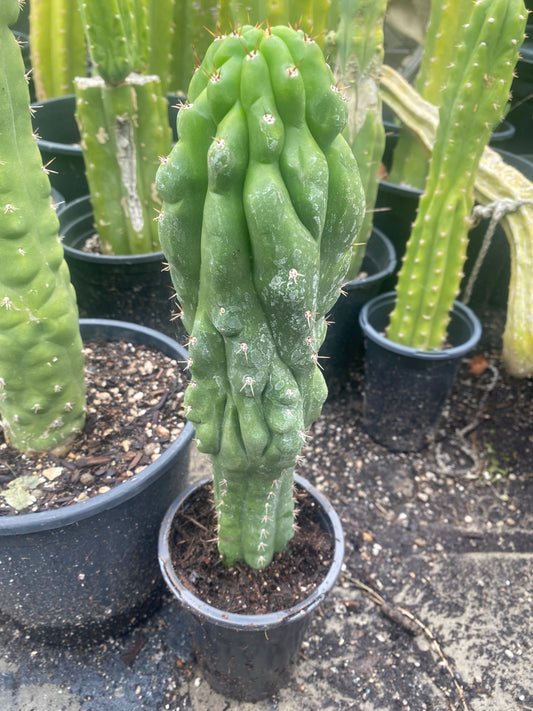14 1/2” T. Pachanoi Monstrose Crest cutting