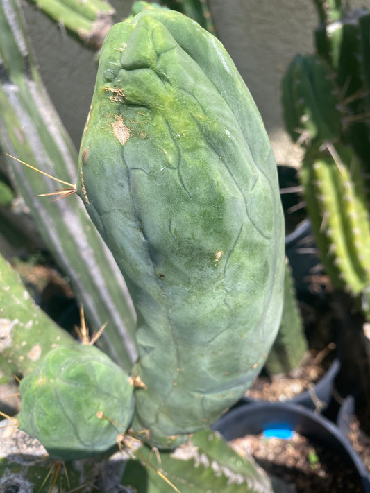 9” Bridgesii Monstrose Long or clone A cutting