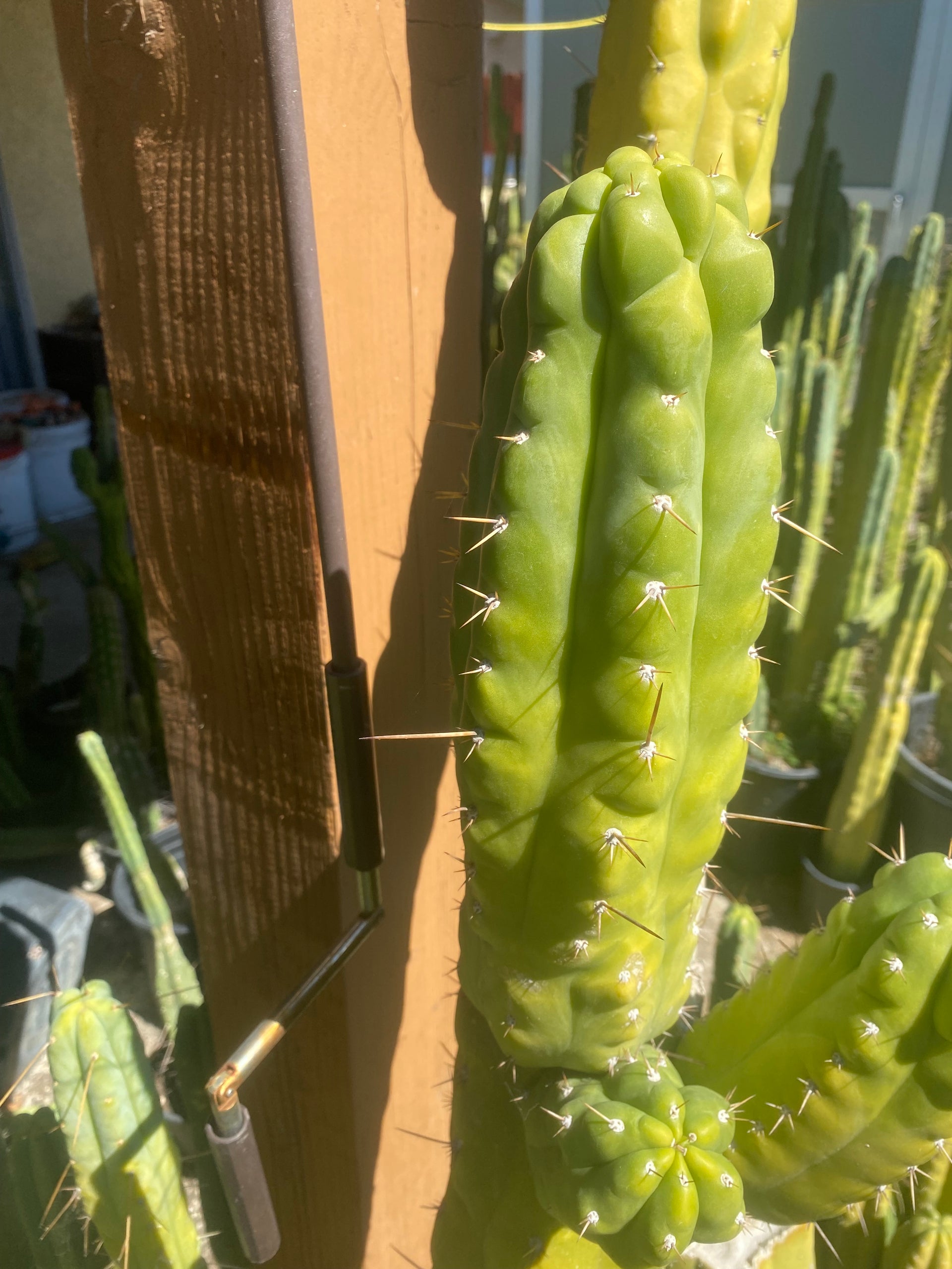 11 1/2” T. Pachanoi Monstrose cutting