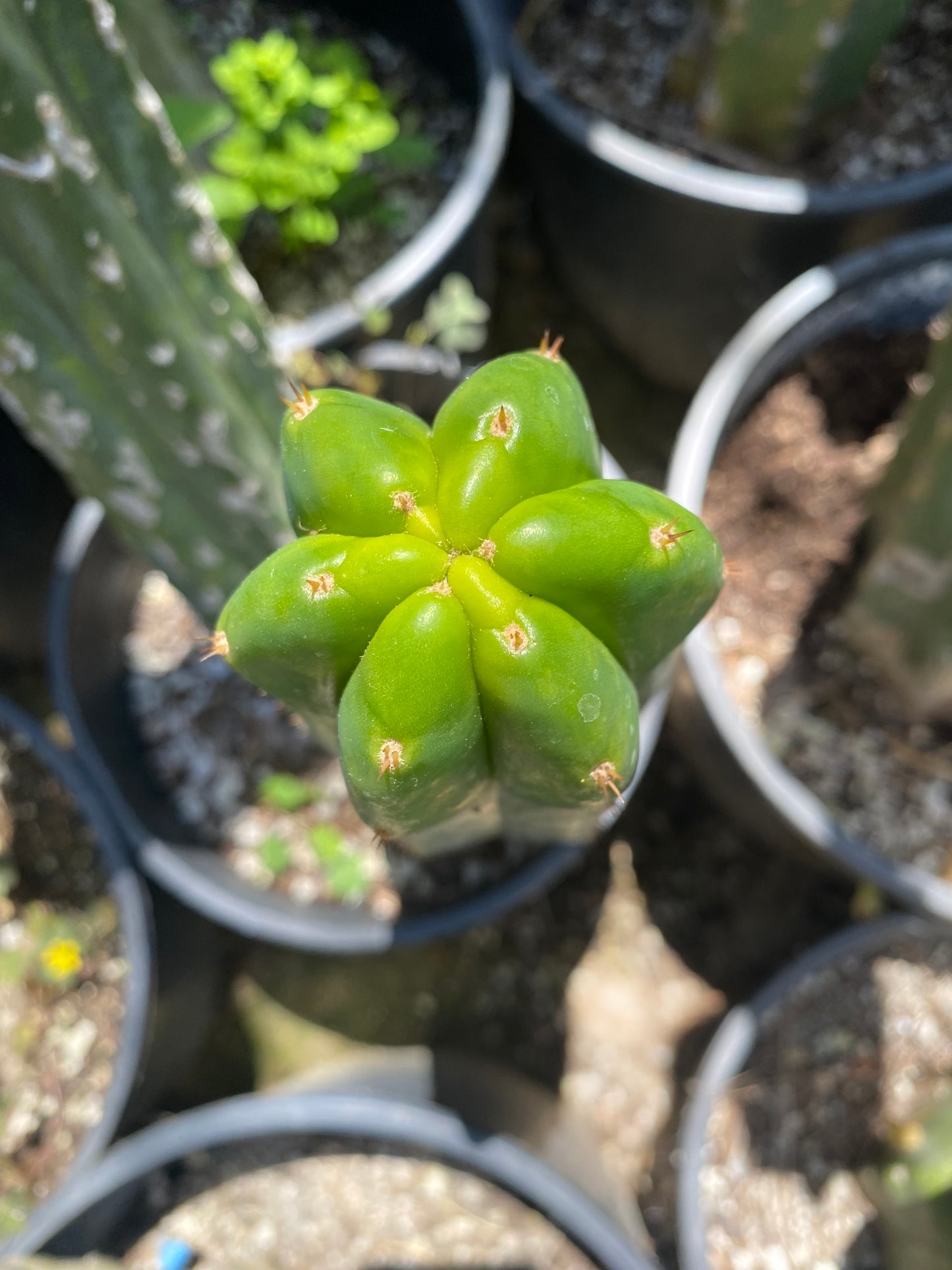 12” San Pedro top cutting