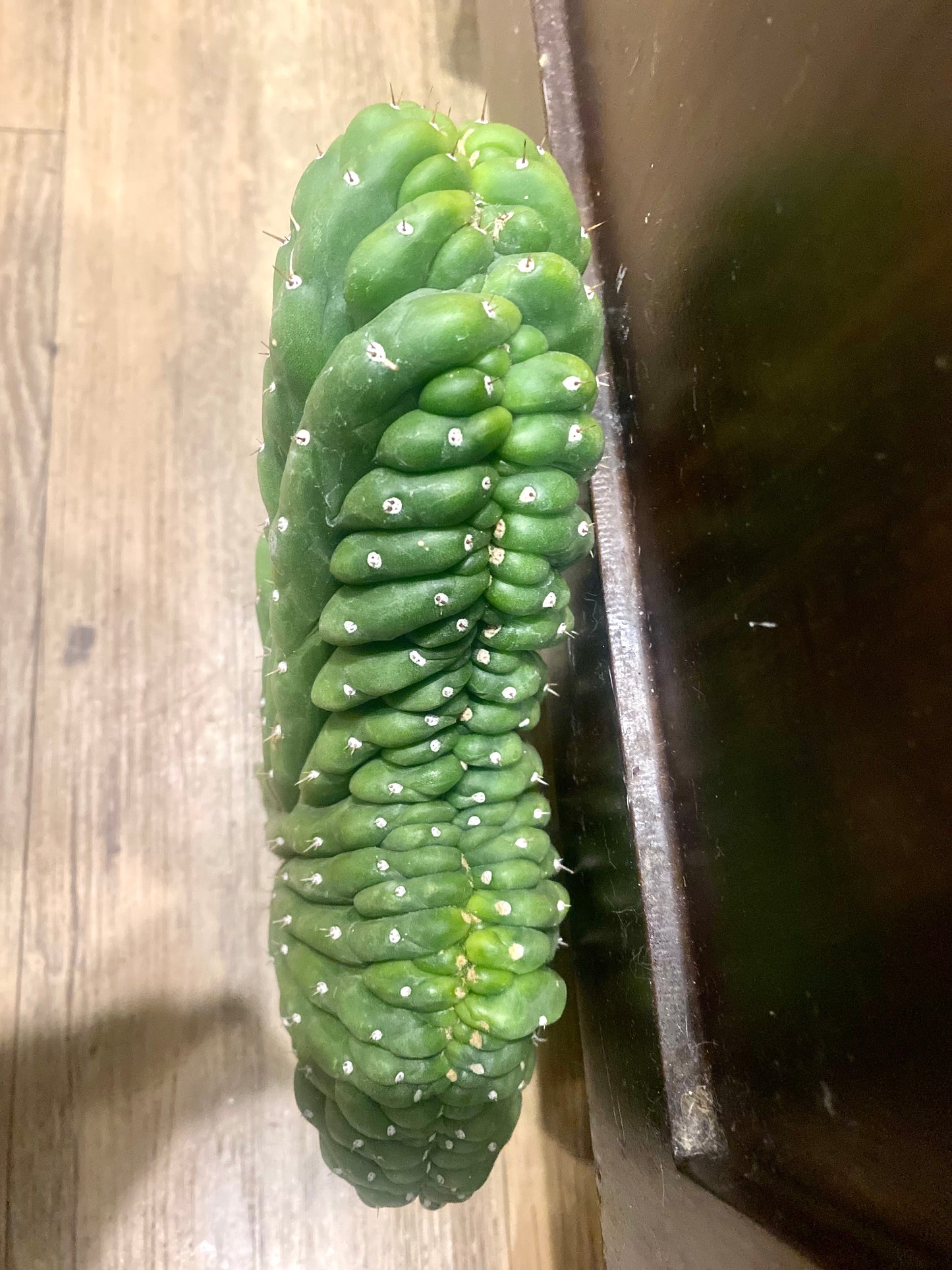 T. Pachanoi Monstrose Crest cutting
