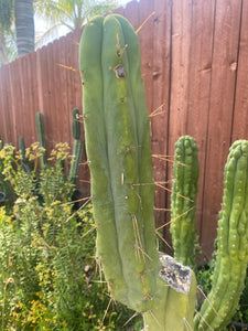 11 1/2” T. Bridgesii cutting B01