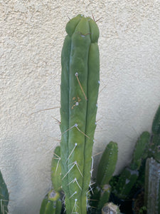 12” T. Bridgesii cutting B08