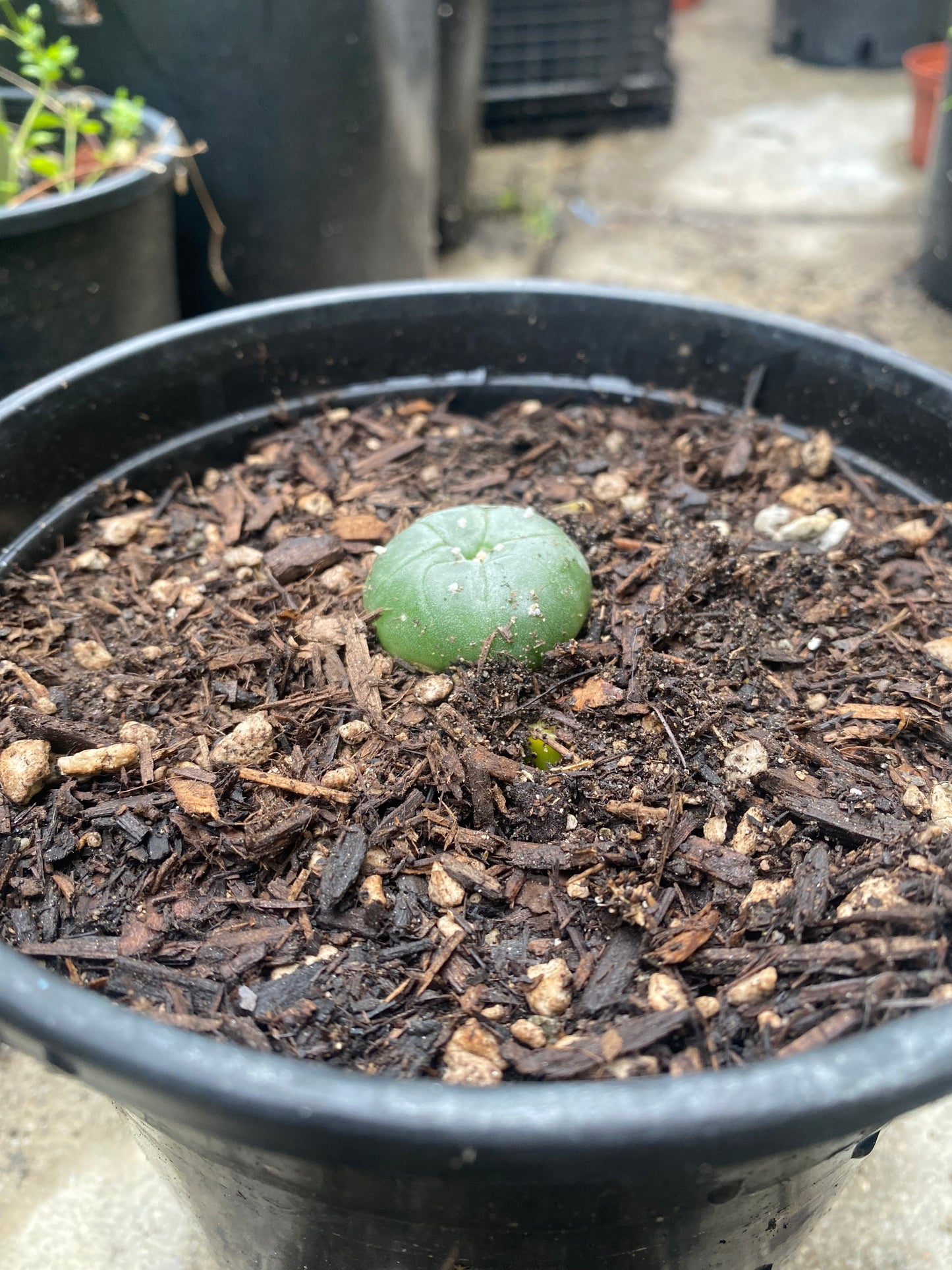 1.25” Grafted L Matucana Madisorium W