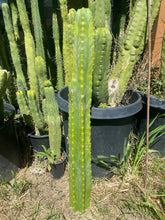 Load image into Gallery viewer, 30” San Pedro cutting flowering tip