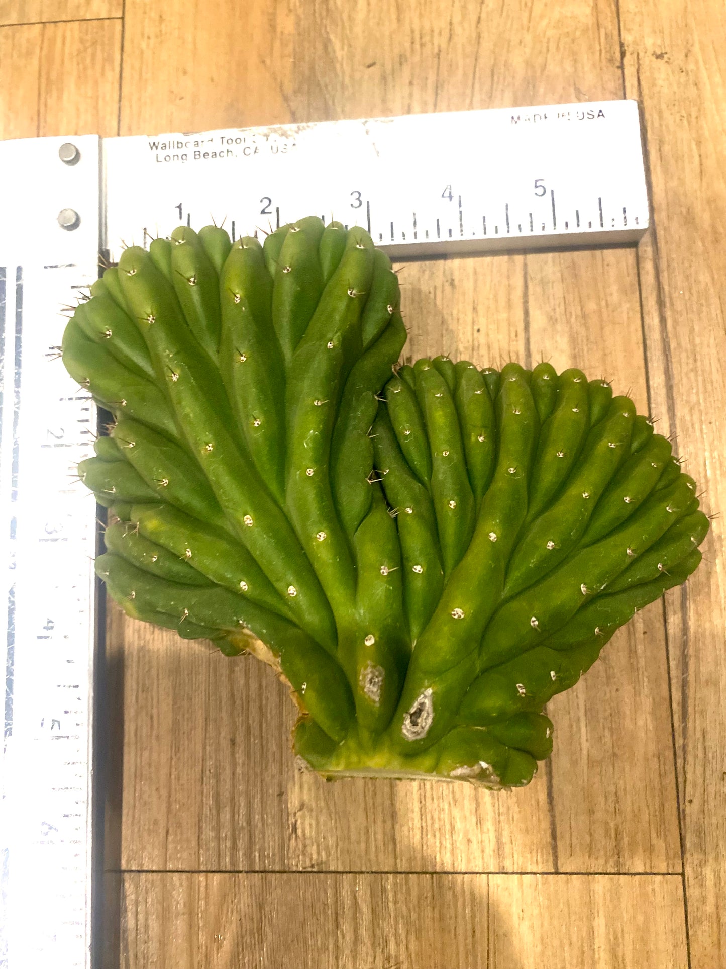 T. Pachanoi Monstrose Crest cutting