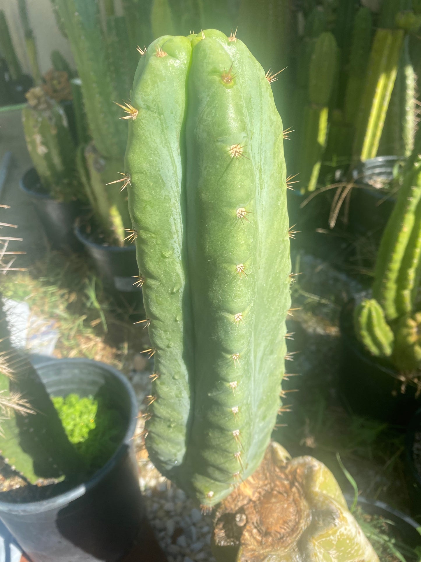 15” T. Huanucoensis cutting