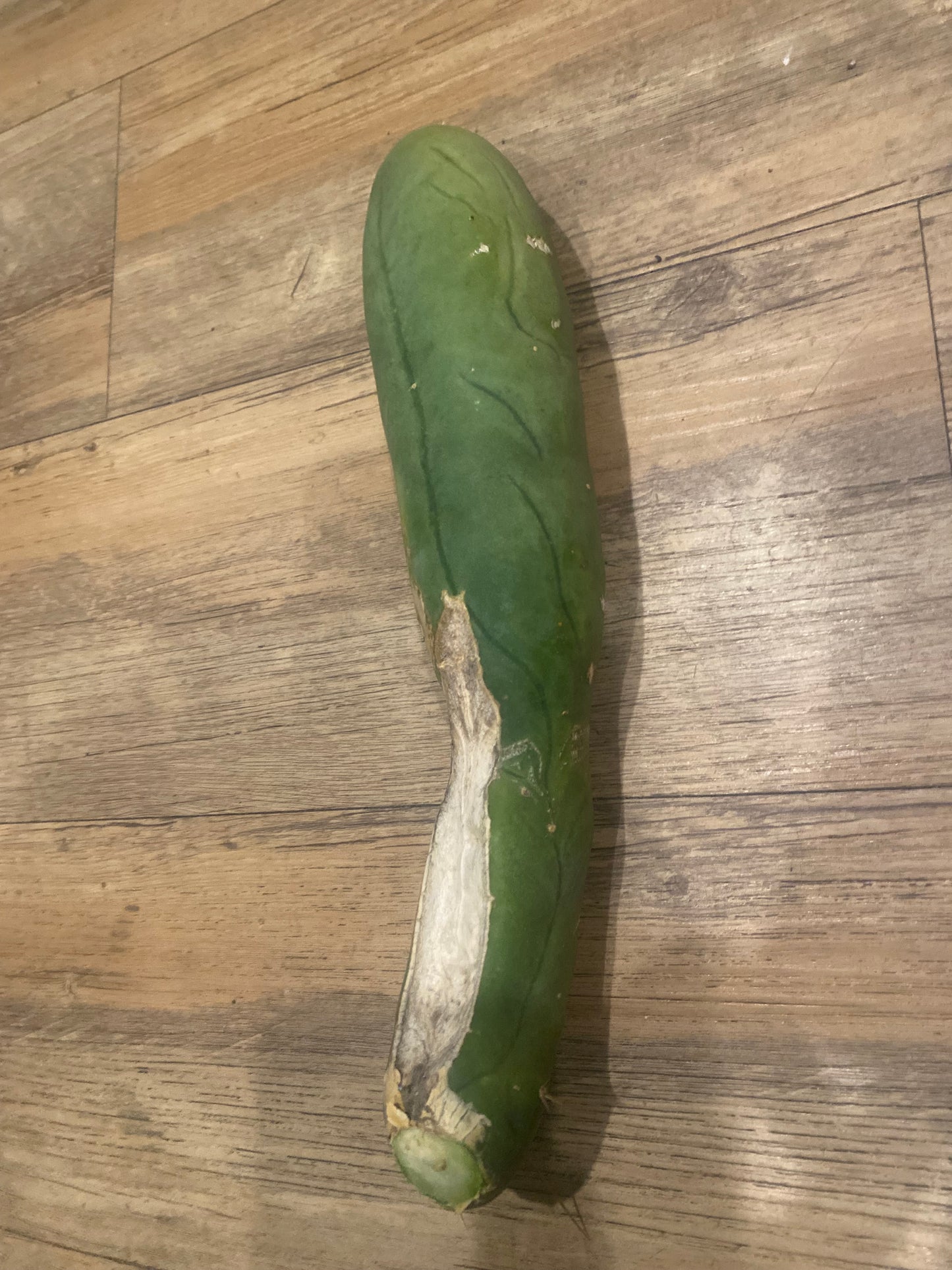 11” Bridgesii Monstrose Long or clone A cutting